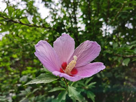 木槿 花